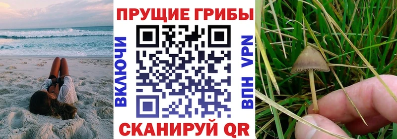 Псилоцибиновые грибы MAGIC MUSHROOMS  Купить где  Пыталово 